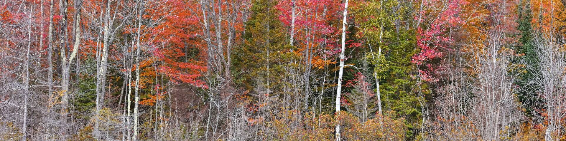Colorful autumn trees with reflection in water at Deer lake in Michigan upper peninsula