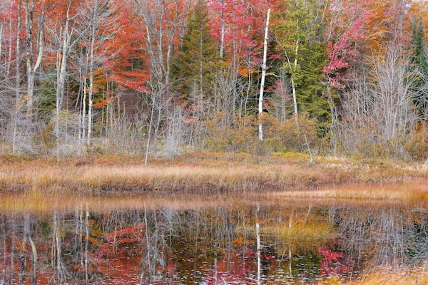 Colorful autumn trees with reflection in water at Deer lake in Michigan upper peninsula