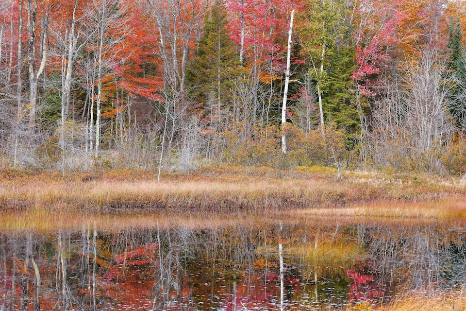 A forest with autumn foliage reflecting on a calm lake.