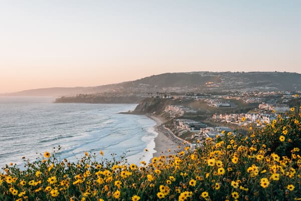 Yellow flowers and view of Strand Beach from Dana Point Headlands Conservation Area, in Dana Point, Orange County, California