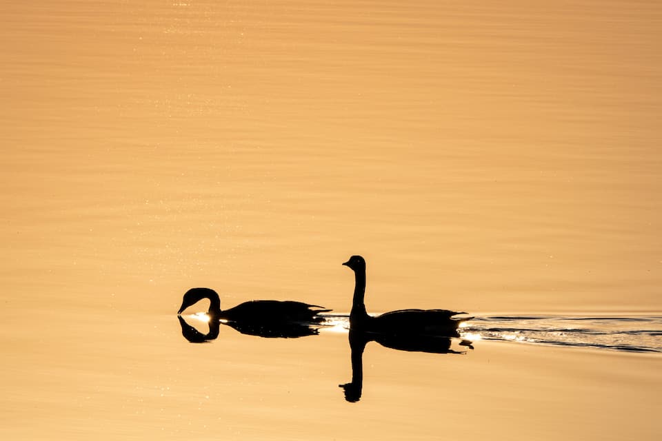 A silhouette of a bird and a duck on a reflective water surface.