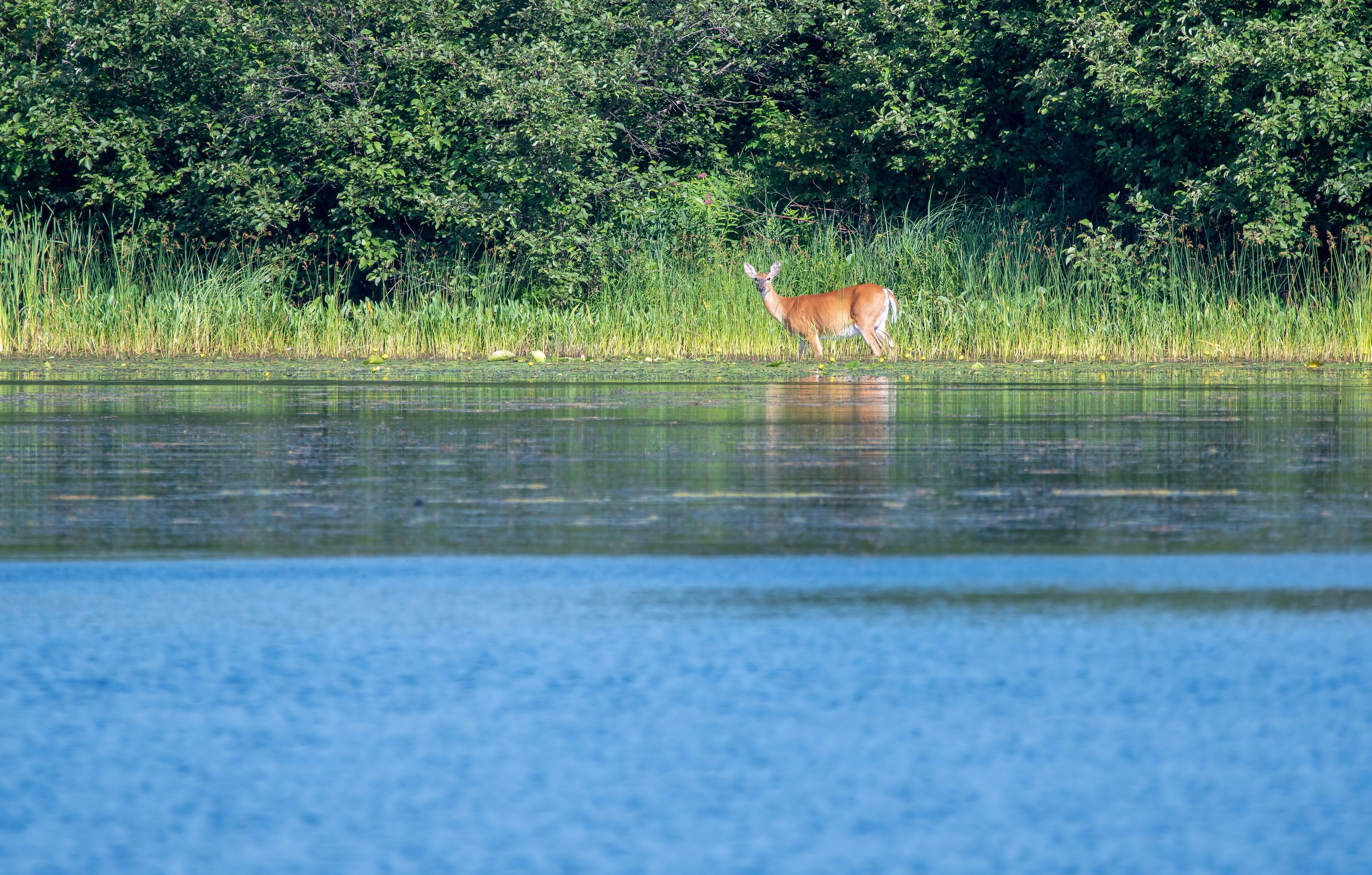 A white tailed deer crossing the nelson lake in Hayward wisconsin