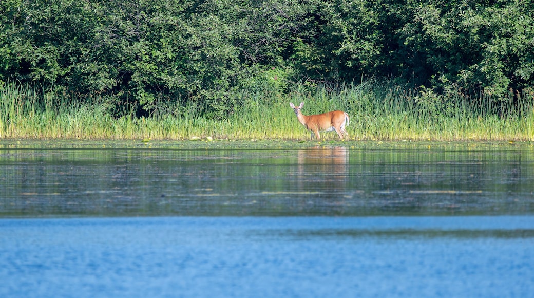 A white tailed deer crossing the nelson lake in Hayward wisconsin