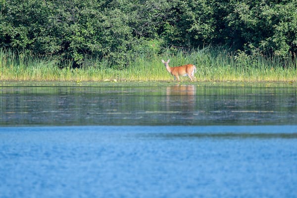 A white tailed deer crossing the nelson lake in Hayward wisconsin