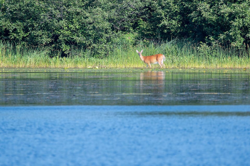 A deer standing in a grassy area near a body of water with dense green foliage in the background.