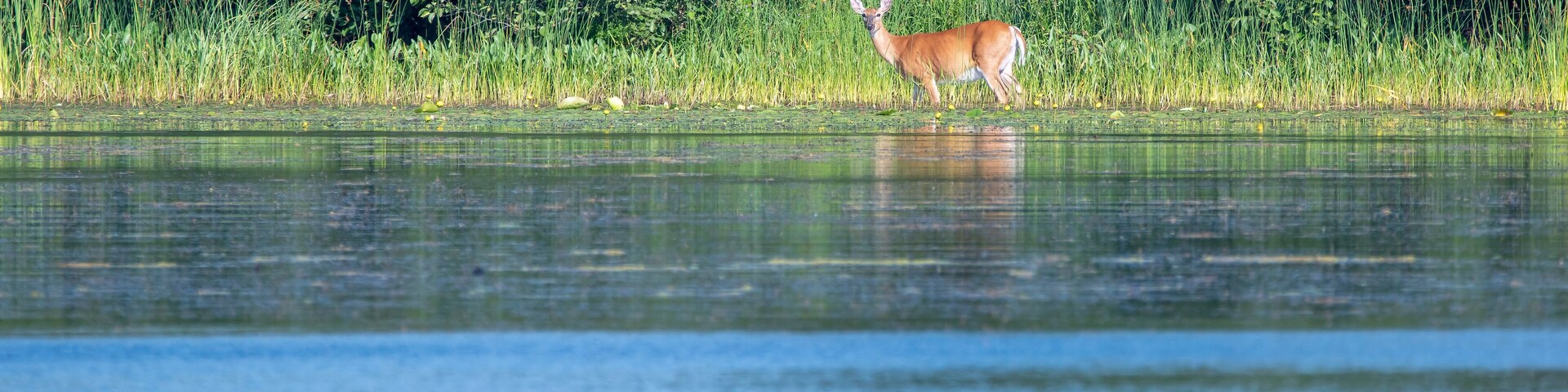 A white tailed deer crossing the nelson lake in Hayward wisconsin