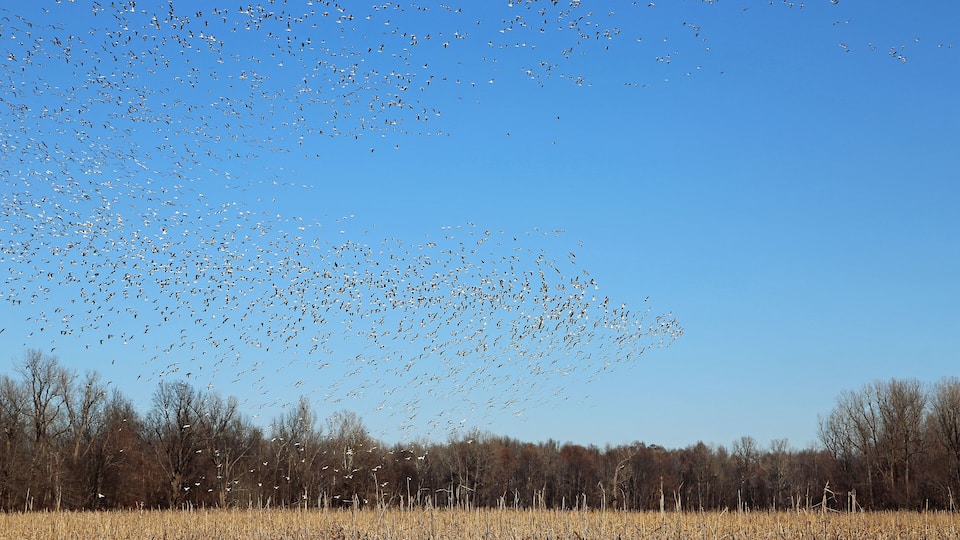 A flock of birds flying over a field with trees in the background.