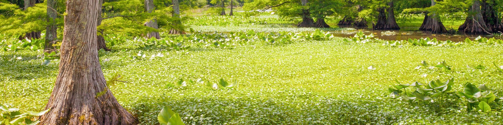 A swampy area with tall trees and water lilies.