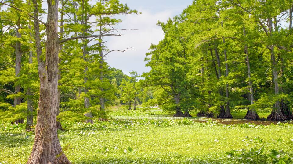A swampy area with tall trees and water lilies.