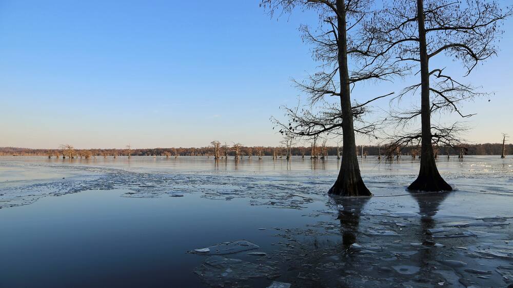 Panorama with two cypress trees - Reelfoot Lake State Park, Tennessee