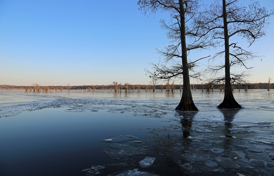 Panorama with two cypress trees - Reelfoot Lake State Park, Tennessee