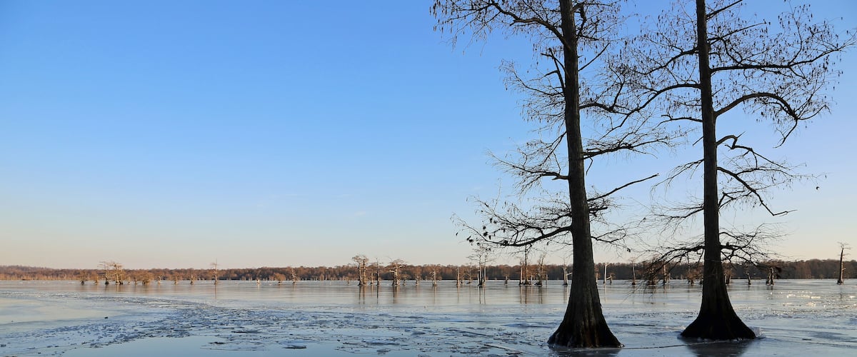 Panorama with two cypress trees - Reelfoot Lake State Park, Tennessee