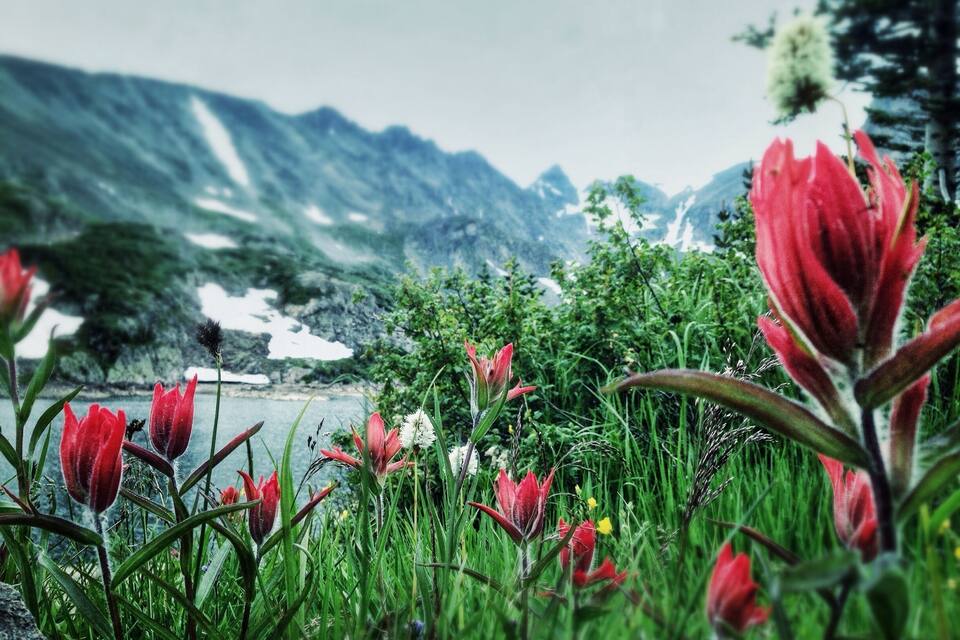 Un paisaje montañoso con flores rojas en primer plano y un lago al fondo.