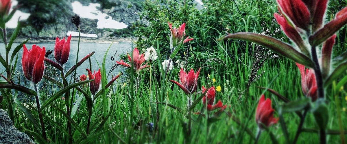 A mountainous landscape with red flowers in the foreground and a lake in the background.