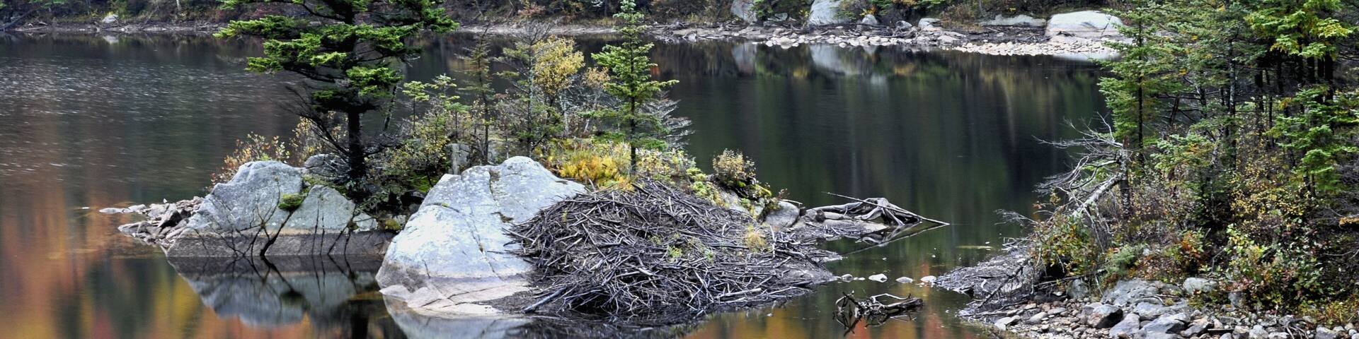 Beaver lodge built alongside small island on scenic Beaver Pond, Kinsman Notch, New Hampshire. Colorful fall foliage reflected on calm surface of pond.
