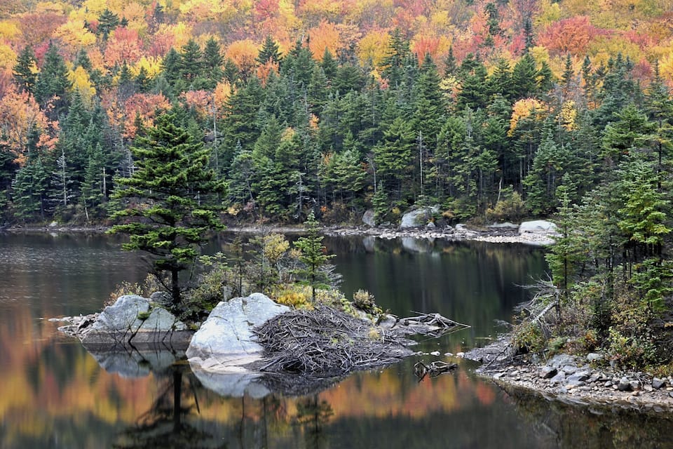 A calm lake surrounded by dense forest with autumn foliage.