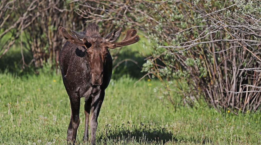 Moose near Henry's Lake, Idaho