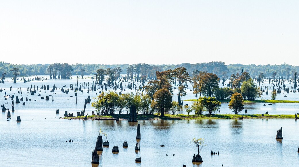 Panoramic view of the Bayou in Louisiana