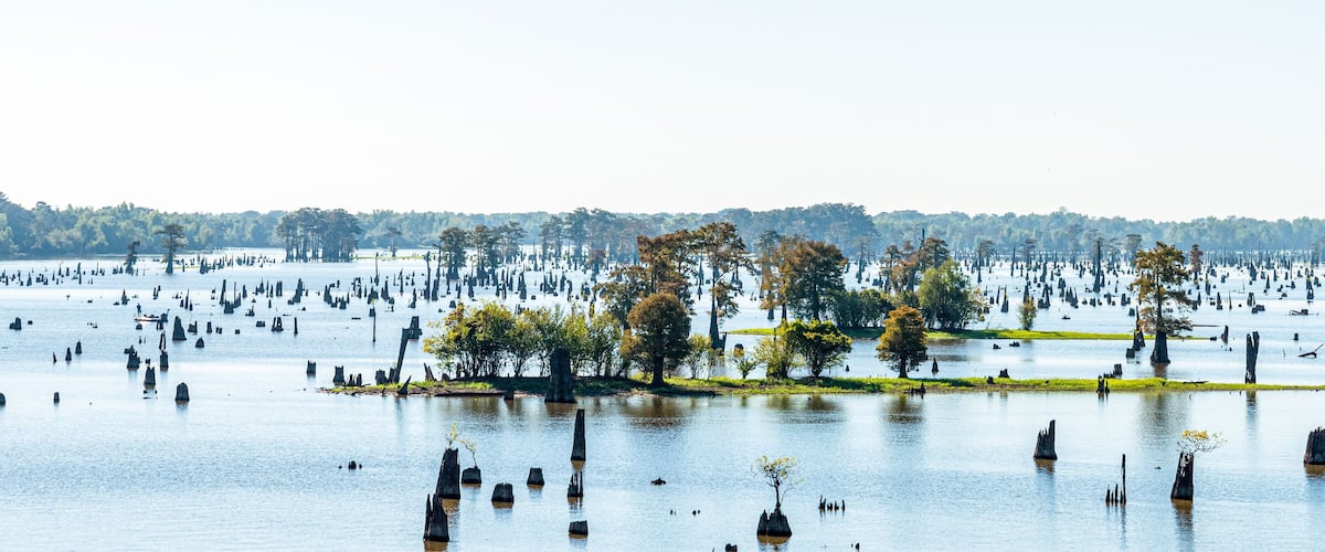 A flooded landscape with numerous stumps and trees standing in water.