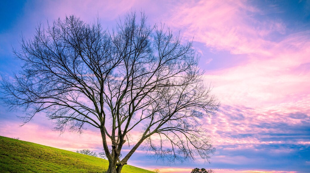 Beautiful Tree Sunset