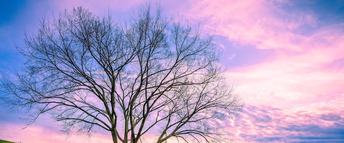 Beautiful Tree Sunset