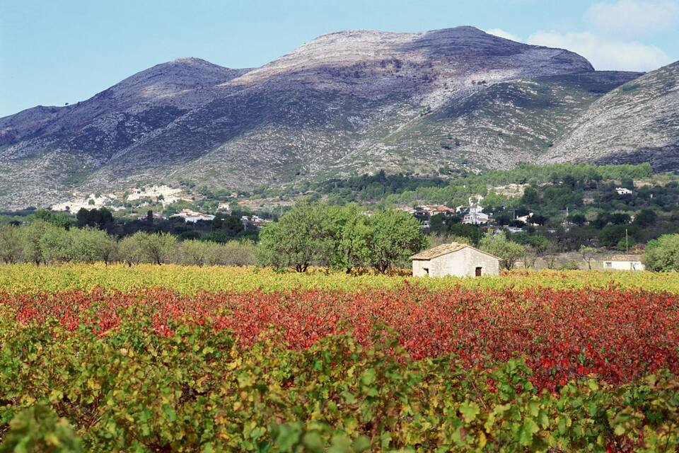 A vineyard with red leaves in the foreground and a mountain with houses in the background.
