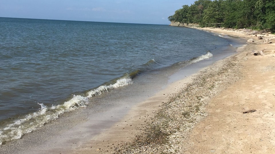 A sandy beach with gentle waves, a clear sky, and a forested area in the background.