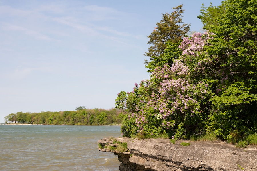 Lilacs and other bushes grow on a rocky outcrop on Kelleys Island over looking Lake Erie