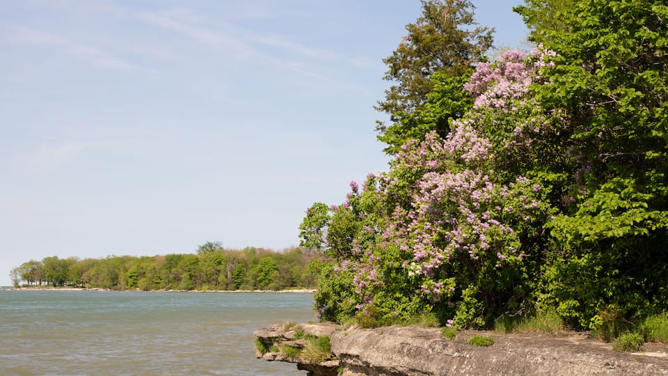 A riverbank with a rocky outcrop and blooming pink flowers.