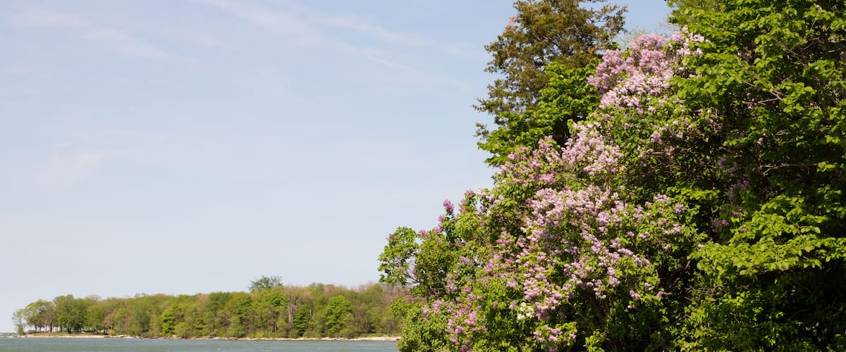 A riverbank with a rocky outcrop and blooming pink flowers.