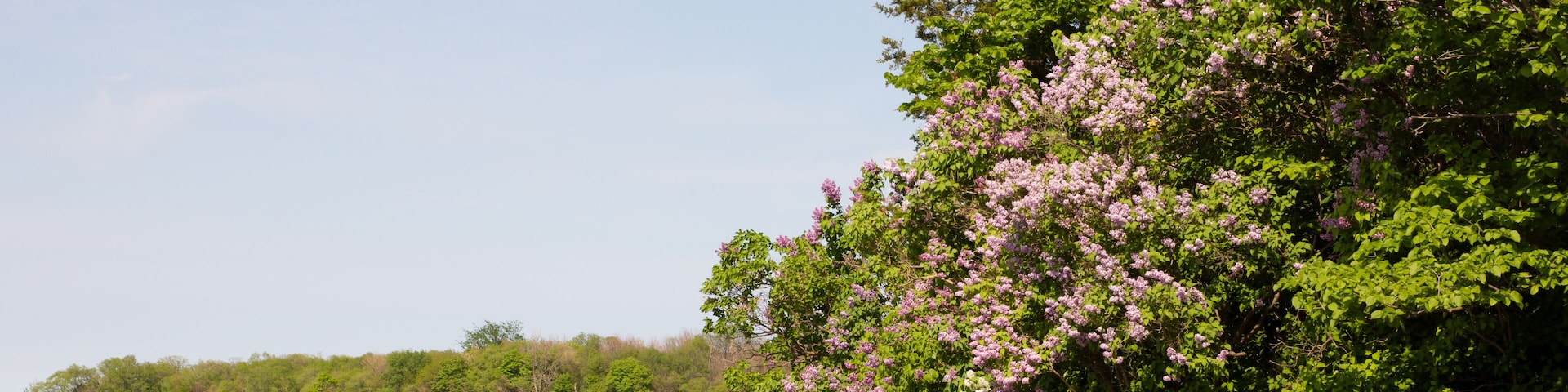 A riverbank with a rocky outcrop and blooming pink flowers.