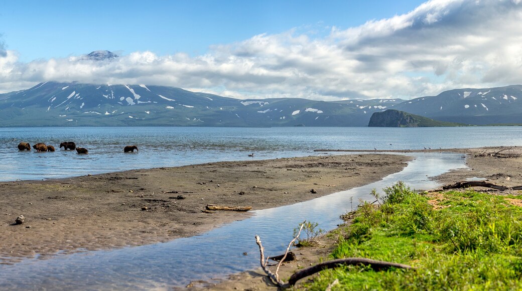 Brown Grizzly Bears Fish for Salmon In a Panoramic Lake In Russia