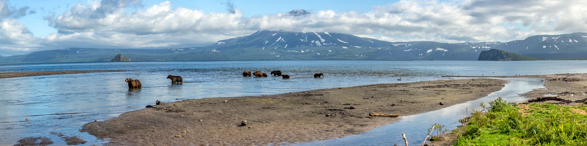 Brown Grizzly Bears Fish for Salmon In a Panoramic Lake In Russia