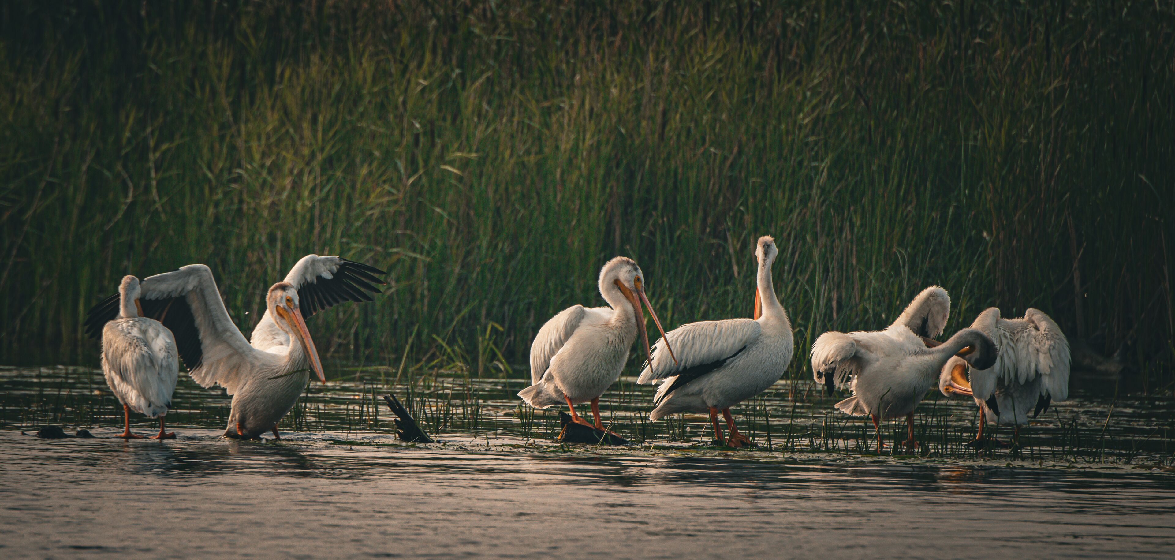 White pelicans on the water