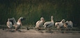 Un groupe de pélicans se tient dans une eau peu profonde, avec de hautes herbes en arrière-plan.