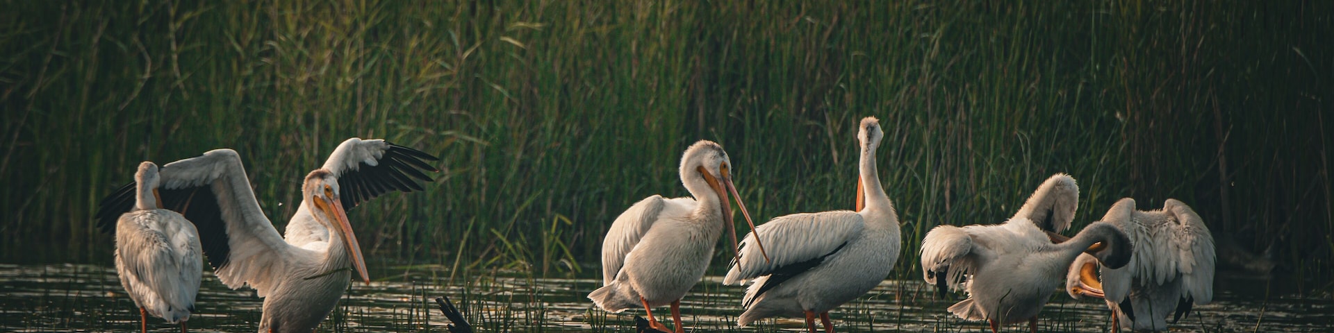 White pelicans on the water