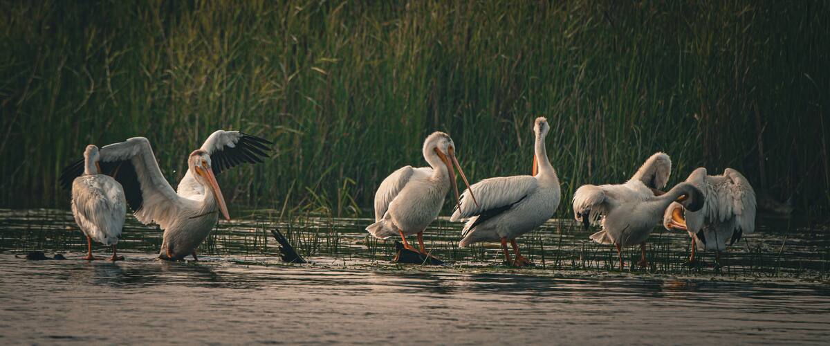 A group of pelicans standing in shallow water with tall grass in the background.
