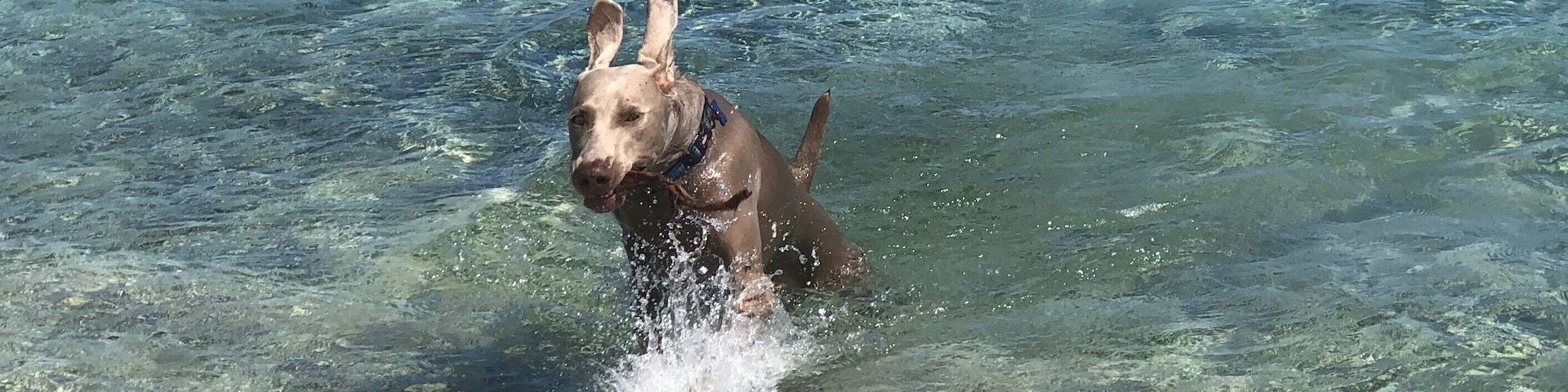 Four wheel (and paw) drive only, please!
This beach is tucked away and secluded as a local's favorite. Great sticks are to be had to make for a great game of fetch.
Weimaraner ears are ready for takeoff!
#LifeatExpedia #USVI #StThomas #beachday #Julycontest
