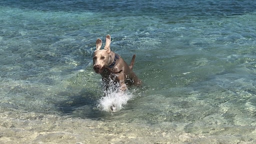 Four wheel (and paw) drive only, please!
This beach is tucked away and secluded as a local's favorite. Great sticks are to be had to make for a great game of fetch.
Weimaraner ears are ready for takeoff!
#LifeatExpedia #USVI #StThomas #beachday #Julycontest