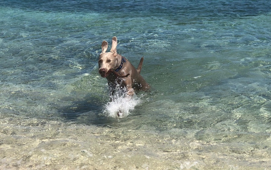 Four wheel (and paw) drive only, please!
This beach is tucked away and secluded as a local's favorite.  Great sticks are to be had to make for a great game of fetch.
Weimaraner ears are ready for takeoff!
#LifeatExpedia #USVI #StThomas #beachday #Julycontest