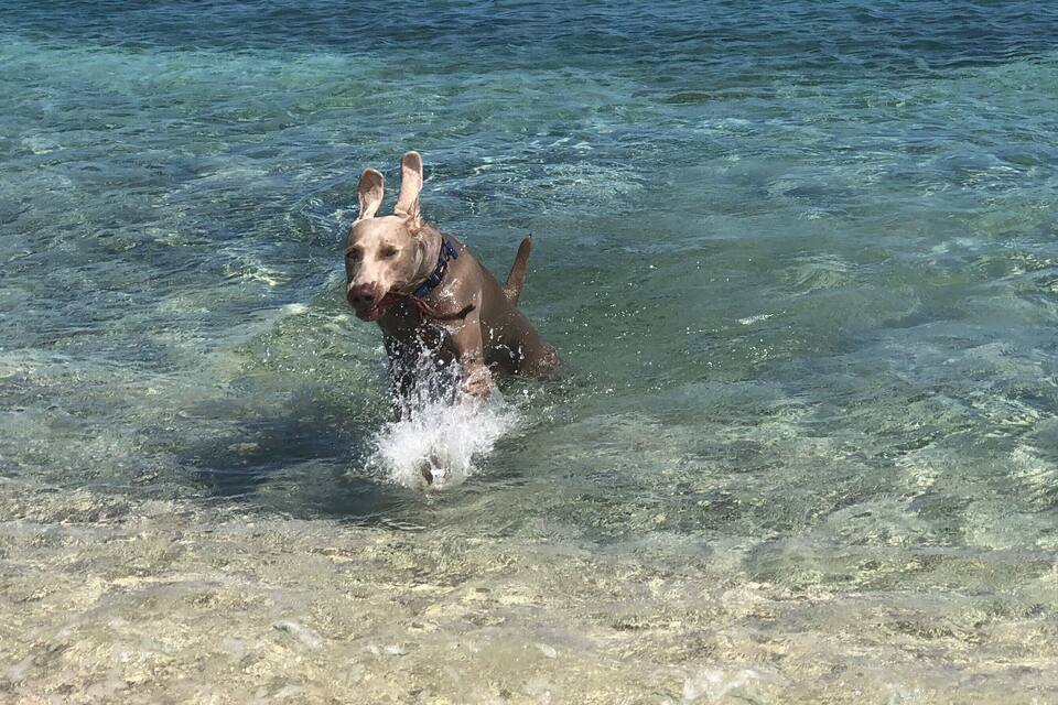 Un cane che si inoltra in acque limpide e poco profonde.