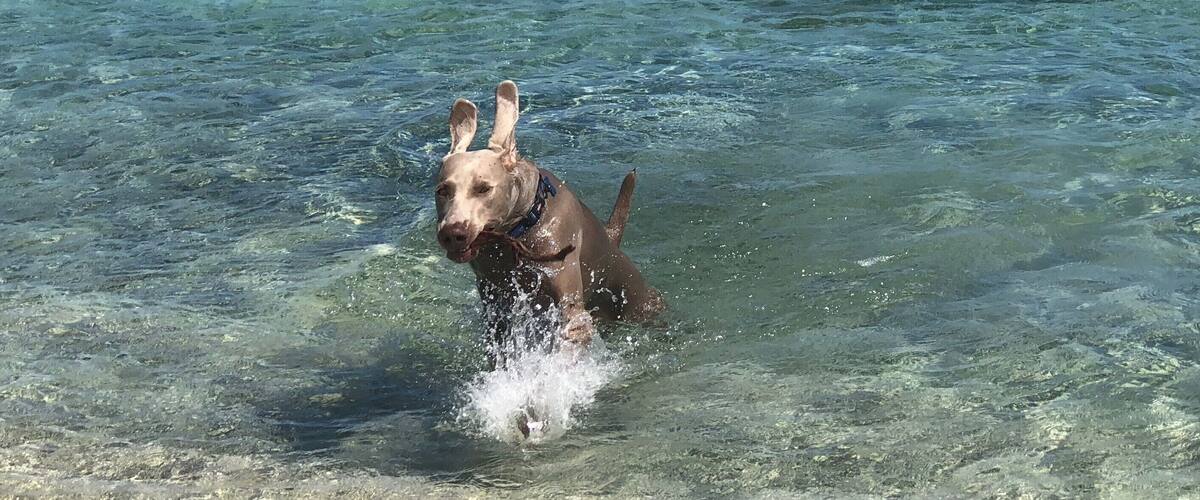 A dog wading through clear shallow water.