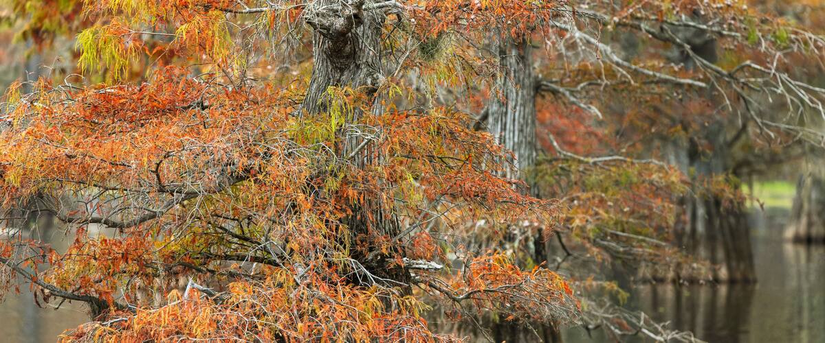Bald cypress trees and autumn colors in southern swamp, Caddo Lake, Texas.