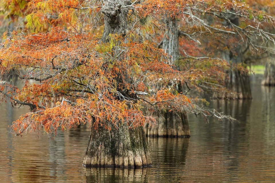 A tree with orange leaves standing in a swamp.