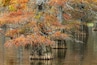 Bald cypress trees and autumn colors in southern swamp, Caddo Lake, Texas.
