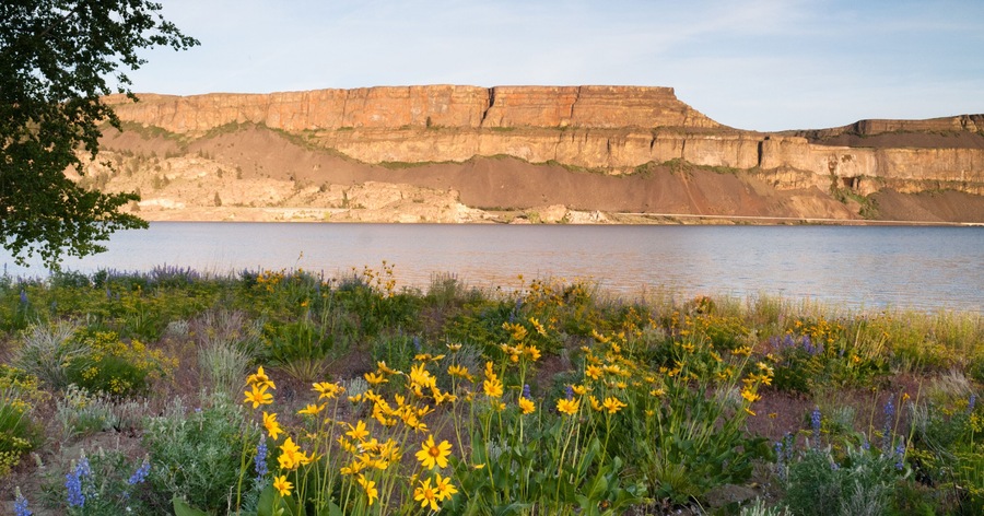 Spring Wildflowers Banks Lake Devil's Punch Bowl Eastern Washington State