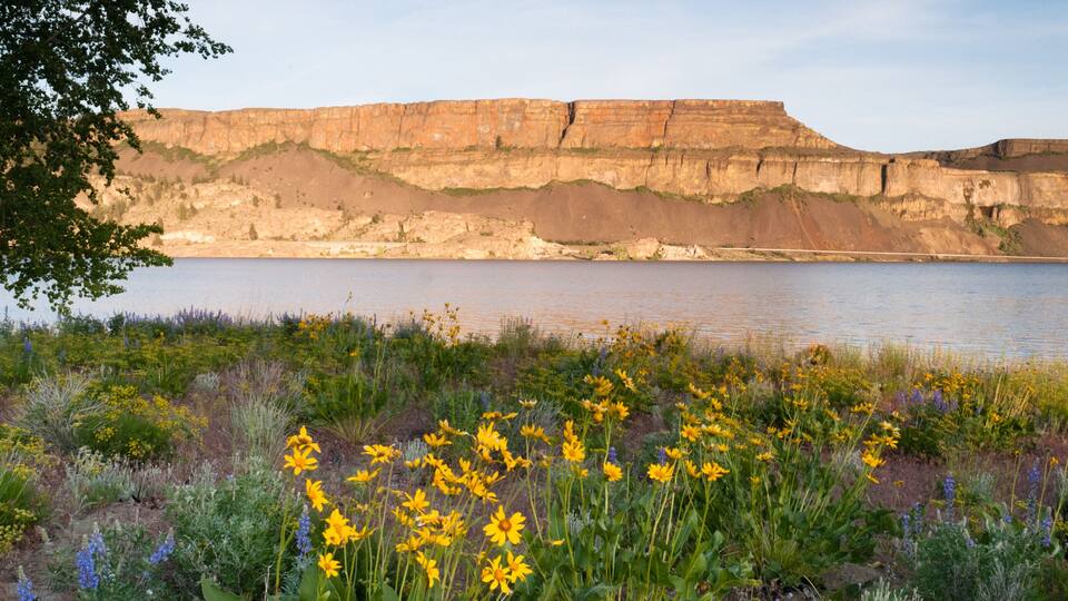 A river with cliffs in the background and wildflowers in the foreground.