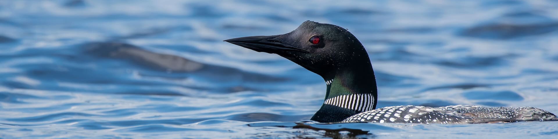 A common loon swimming on lake waves inside Nelson lake in Hayward, WI