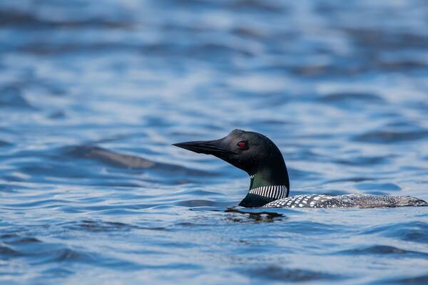 A common loon swimming on lake waves inside Nelson lake in Hayward, WI