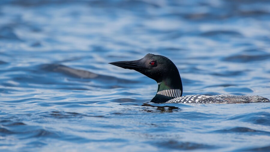 A common loon swimming on lake waves inside Nelson lake in Hayward, WI